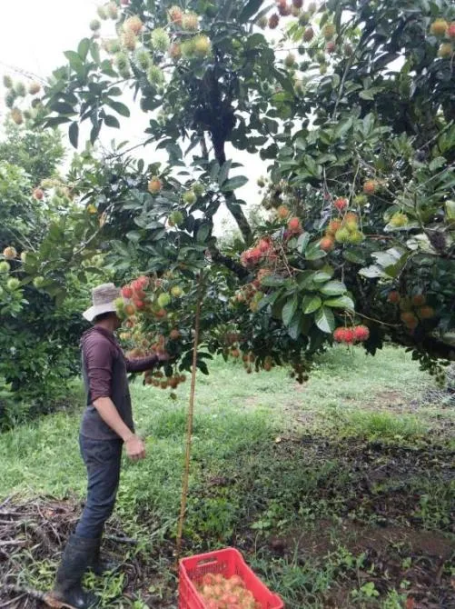 Excepcional Finca Productiva en Pérez Zeledón, Costa Rica - 1